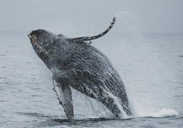 Où observer les baleines à bosse dans la baie d'Hervey, Australie?